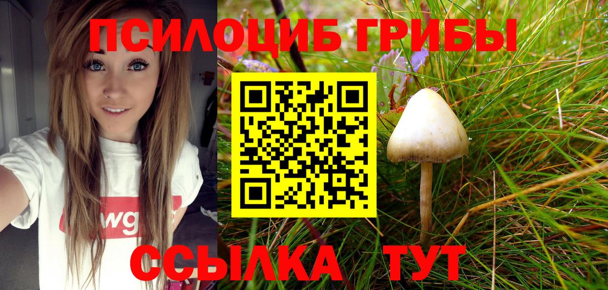 Людиново  Галлюциногенные грибы Psilocybe  Вход с VPN  где найти наркотики  Псилоцибиновые грибы Psilocybe 